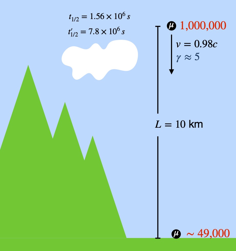 Muon decay - relativistic calculations, Earth observer